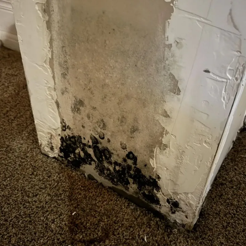 Professional Mold Removal in Van Nuys, CA